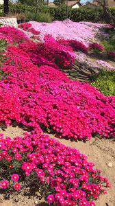 Flowering Ice Plants Video Plants Small Garden Landscape Planting Flowers
