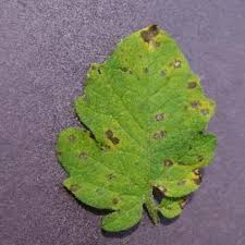 Image result for Septoria leaf spot of tomato