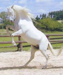 Le Cheval Creme 100 Chevaux Cheval blanc au galop graphics. le cheval creme 100 chevaux