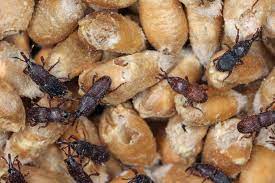The product was handled after the thermal treatment at the. Win The Battle Against Stored Product Pests 2019 02 08 World Grain
