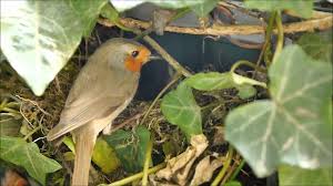 Die geschlossene kassettenmarkise / hülsenmarkise mit 12 jahren garantie auf die konstruktion der markise, 15. Vogel Oasen Deine Vogel Werden Es Dir Danken