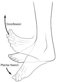 One simple calf stretch that is also great for your ankles utilizes a workout band or long towel. Foot Movements Anatomie Voet Medisch