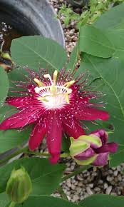 Beautiful Passion Flower Blooming In My Garden Right Now Passion Flower Flowering Vines Rare Flowers