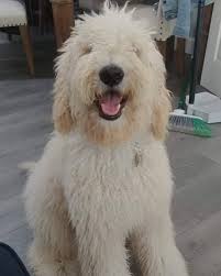We are goldendoodle breeders specialist in the midwest. Types Of Goldendoodle Colors With Pictures We Love Doodles