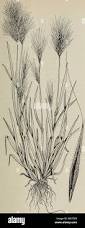 Image result for Eragrostis caespitosa