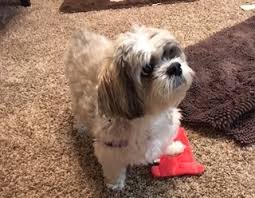 Shih tzu puppies available for sale in minnesota from top breeders and individuals. Strmn Shih Tzu Rescue Of Minnesota