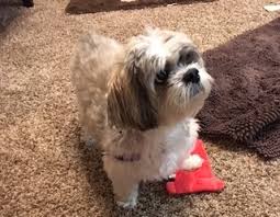 Greetings & welcome to our jay shih tzu puppies home. Strmn Shih Tzu Rescue Of Minnesota