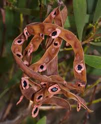 Image result for Acacia melanoxylon