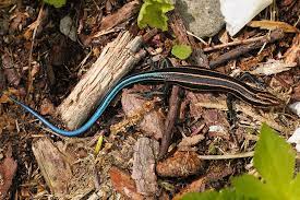 Five Lined Skink Chesapeake Bay Program