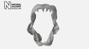 How big are the sharks in the jaws films? Great White Shark Jaw Download Free 3d Model By Nhm Imaging Nhm Imaging Cbe0d7a