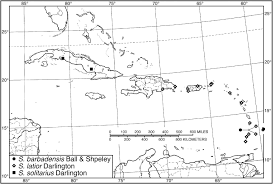Position tortue table basse / 56 génial table basse multiposition | table : A Taxonomic Review Of The Selenophori Group Coleoptera Carabidae Harpalini In The West Indies With Descriptions Of New Species And Notes About Classification And Biogeography