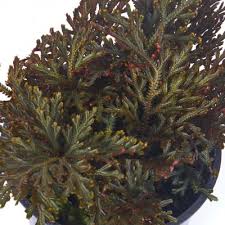Image result for Selaginella afrorum