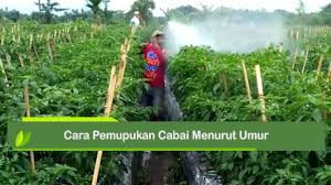 Memang tidak sah kiranya kalau tidak menggunakan cili padi di dalam masakan apatah lagi ketika menyediakan sambal belacan. Waktu Dan Cara Pemupukan Cabai Menurut Umur Kabartani