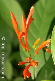 Image result for Justicia sp. A cf. engleriana