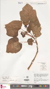 Image result for Elytrophorus globularis