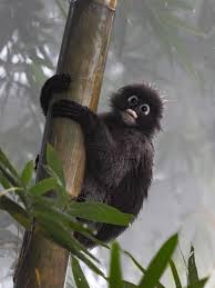 Image result for Acanthosicyos naudinianus