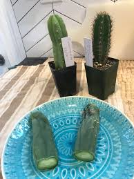 The ones that we didn't have rooted, we cut off and then let them scab over for a week before potting them. Just Got These Puppies In The Mail Need Advice I Decided To Cut The Bridgesii In Half How Should I Go About Taking Care Of It So It Scabs Properly The Other