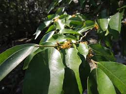 Image result for Drypetes gerrardii