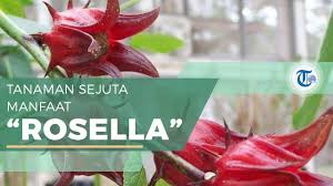 Maybe you would like to learn more about one of these? Bunga Segudang Manfaat Rosella Dapat Kurangi Rasa Cemas Dan Depresi Hingga Cegah Osteoporosis Tribun Video