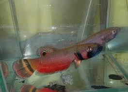 There is hardly another known species of fish that becomes that easily infested by bacteria. Betta Macrostoma Wholesale Indonesia Tropical Fish Aquarium Fish Rare Exotic Fish Exporter