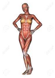 Many women never connect with their sexual anatomy because of our society's 'keep away' attitude toward. 3d Digital Render Of A Female Anatomy Figure With Muscles Map Stock Photo Picture And Royalty Free Image Image 25126317