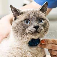 This makes it difficult for the cat to eat & swallow. Thyroid Cancer In Cats Petcure Oncology