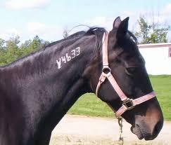 Tattoo information for your thoroughbred horse is available from the jockey club on their tattoo lookup and research page. Who Is This Horse Tattoos Brands And The Future Of Equine Identification Draft Horse Rescue Resource