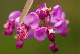 Image result for Securidaca longepedunculata