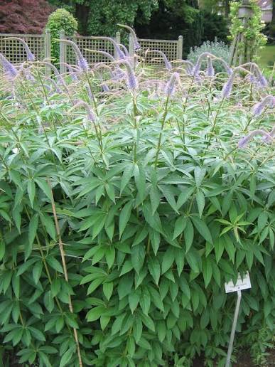 Veronicastrum 'Fascination'