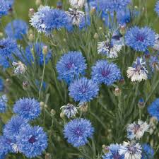Dwarf Cornflower Cornflower Blue Flowers Beautiful Flowers