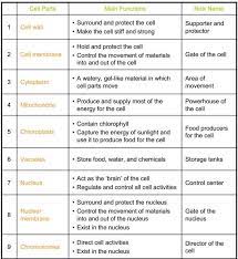 Cell Organelles Coloring Worksheet Cell Parts Cell Organelles Organelles
