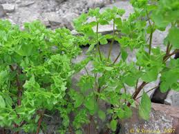 Image result for Euphorbia guerichiana