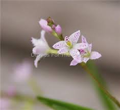 Image result for Thesium fimbriatum