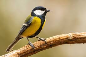 Image result for Kohlmeise vogelhouse