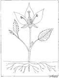 Label and color the parts of a plant. Parts Of A Plant Coloring Worksheets Teaching Resources Tpt