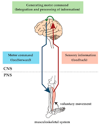 Identify the main muscles of the body, using the accompanying diagram; Ijms Free Full Text Diabetes Mellitus Related Dysfunction Of The Motor System Html