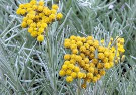 Image result for Helichrysum kirkii