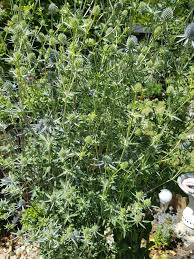 Disteln In 2020 Garten Distel