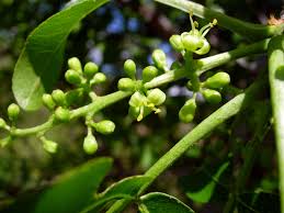 Image result for Zanthoxylum chalybeum