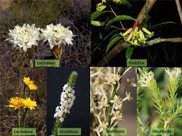 Image result for Thymelaeaceae
