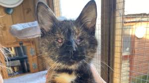 ‪Cherwell Cats Protection is fundraising for Cats Protection‬‏