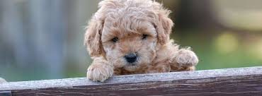 Their energy level is a medium and would be perfect for anyone that likes to lounge and the house or go outside adventure the outdoors. Australian Labradoodle Breeder Bc Canadoodle