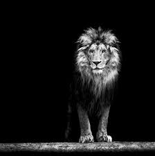 Black And White Lion Wallpaper 4k Customize Wall Mural Beautiful Lion Lion Wallpaper Female Lion