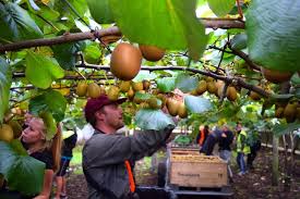 Work Employment New Zealand