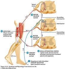 Proprioception And Types Of Reflexes Physiology Human Anatomy And Physiology Anatomy And Physiology
