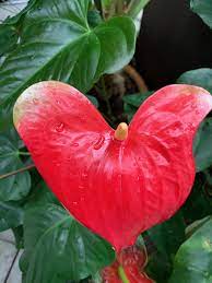 Pin By Anne Lanza On Flowers Anthurium Flowers Watermelon
