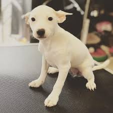 This mix is called several shortened names like bochi, chibo, and bohuahua. Is The Chihuahua Terrier Mix Aggressive Or A Good Family Dog K9 Web