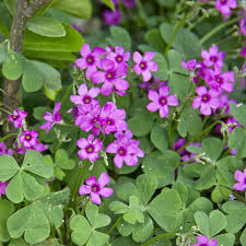 Image result for Oxalis debilis