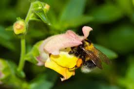 Antirrhinum majus contained amino acids, pigments, oils, anthocyanidins, flavonols. Lowenmaulchen Fur Insekten Beliebt Bei Bienen Und Co