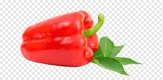 habanero piquillo pepper bird s eye chili tabasco pepper jalapeno chile pepper habanero piquillo pepper bird s eye chili png pngwing pngwing